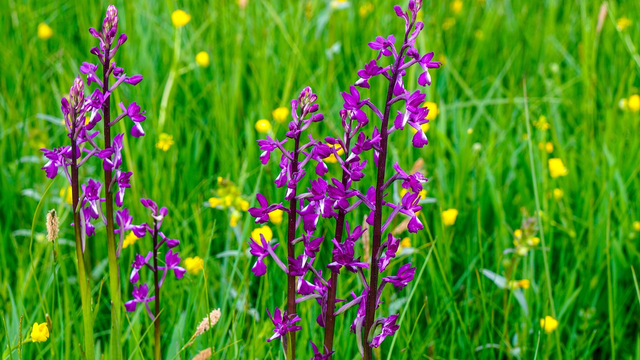 Prairie Flowers