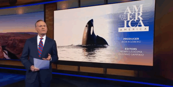 Puget Sound Orca Pod Threatened by Salmon Decline